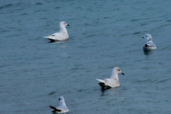 Iceland Gull