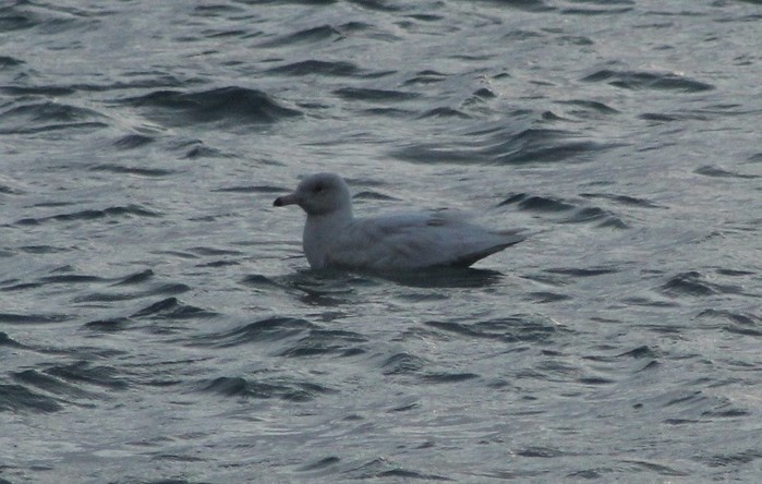 Glaucous Gull