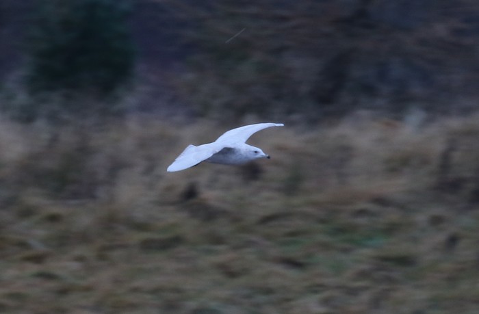 Iceland Gull