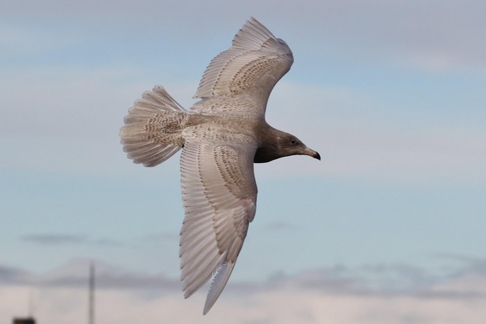 Glaucous Gull