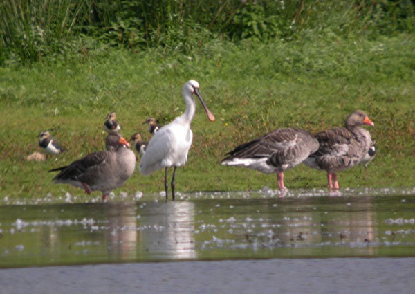 Spoonbill
