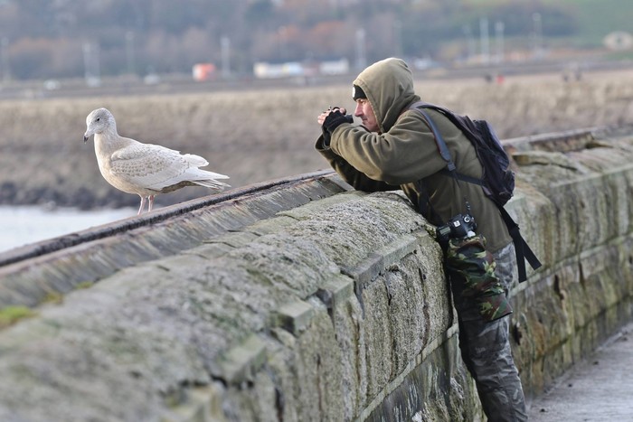 Glaucous gull