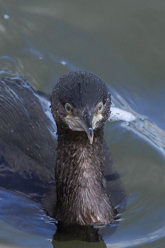 Shag