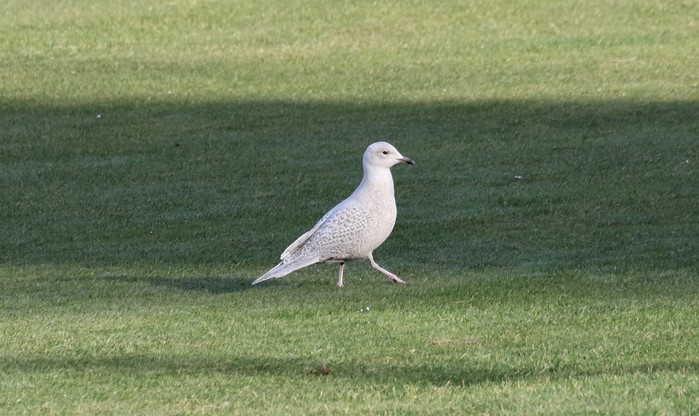 Iceland Gull