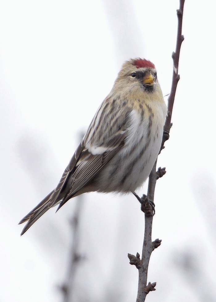 Coues's Arctic Redpoll