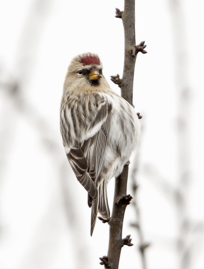 Coues's Arctic Redpoll