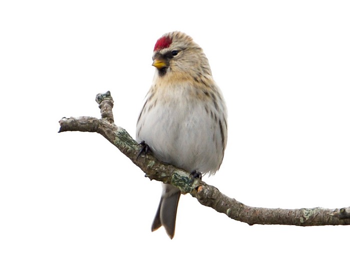 Coues's Arctic Redpoll