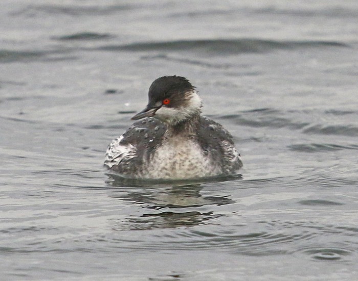 Black-necked Grebe