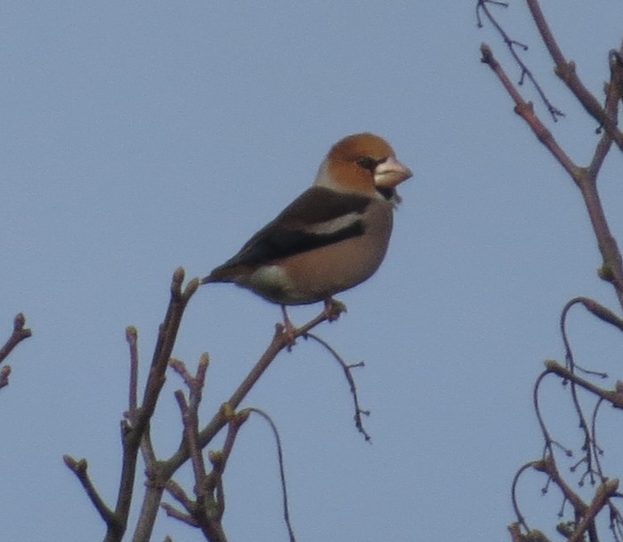 Hawfinch