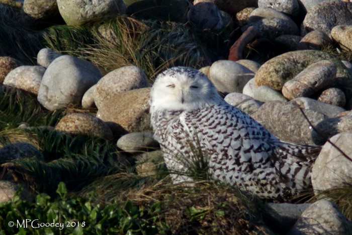 Snowy owl