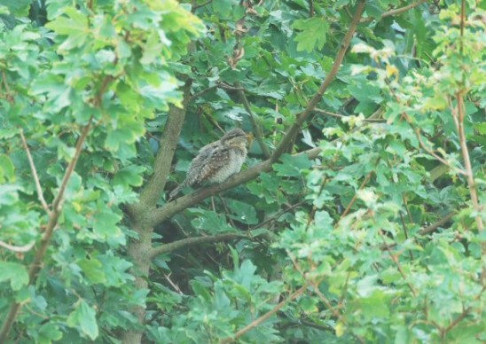 Wryneck