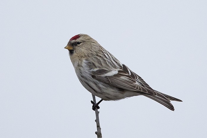 Coues's Arctic Redpoll