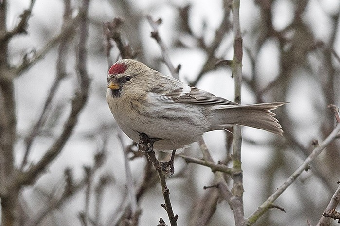 Coues's Arctic Redpoll