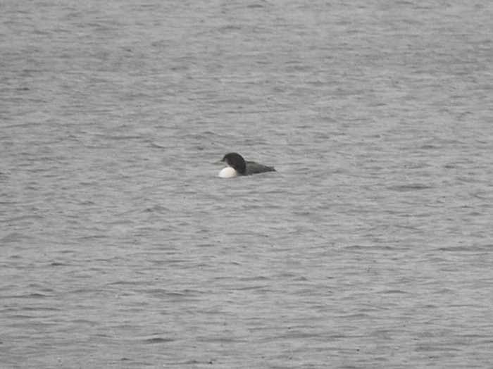 Great Northern Diver