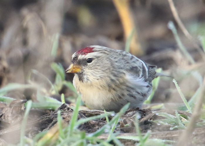 Coues's Arctic Redpoll