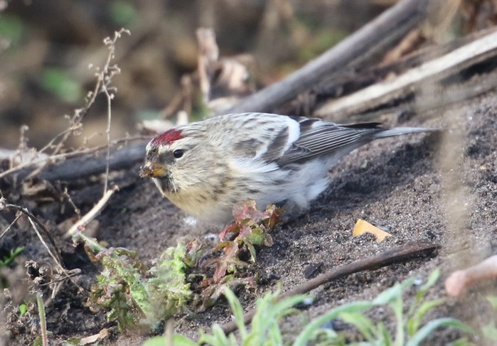 Coues's Arctic Redpoll