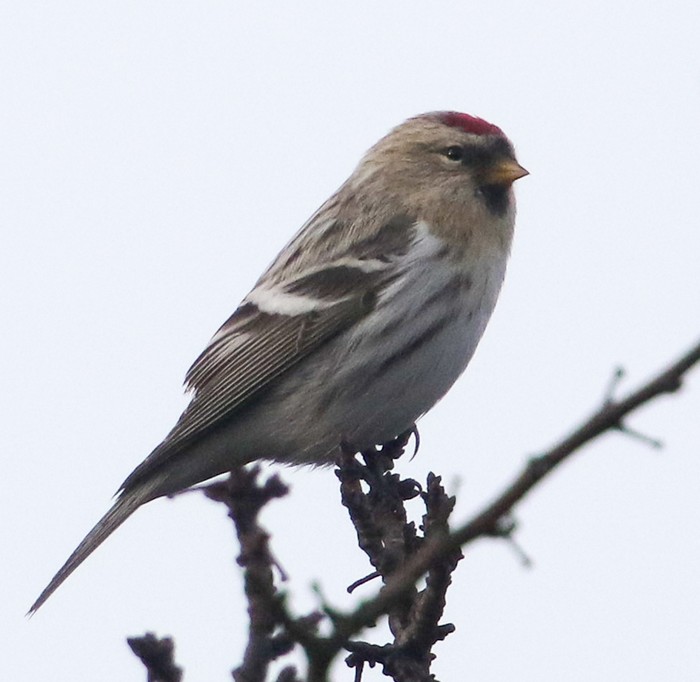 Coues's Arctic Redpoll