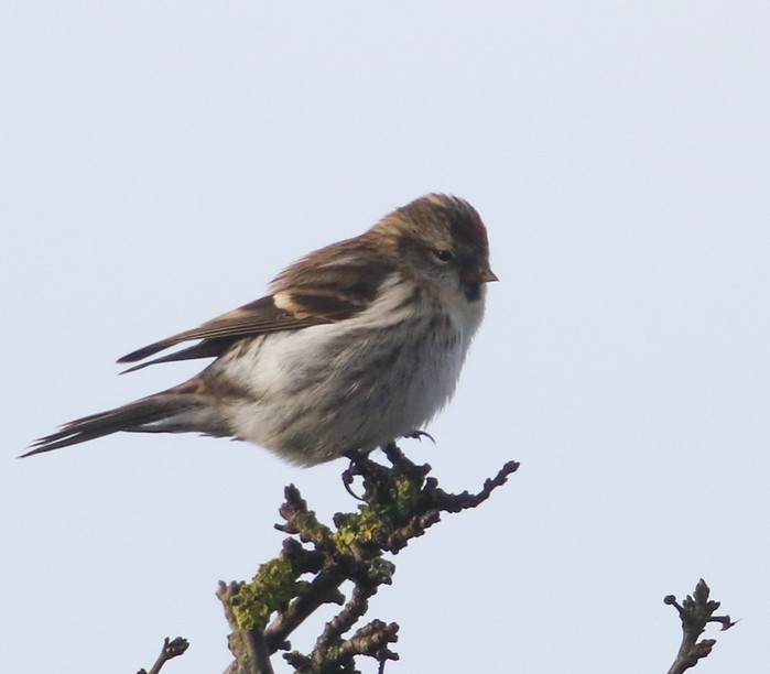 Mealy Redpoll
