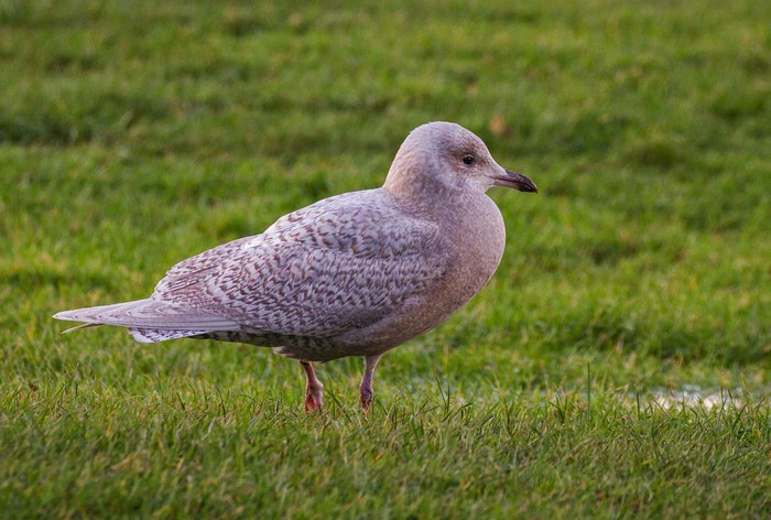 Iceland Gull