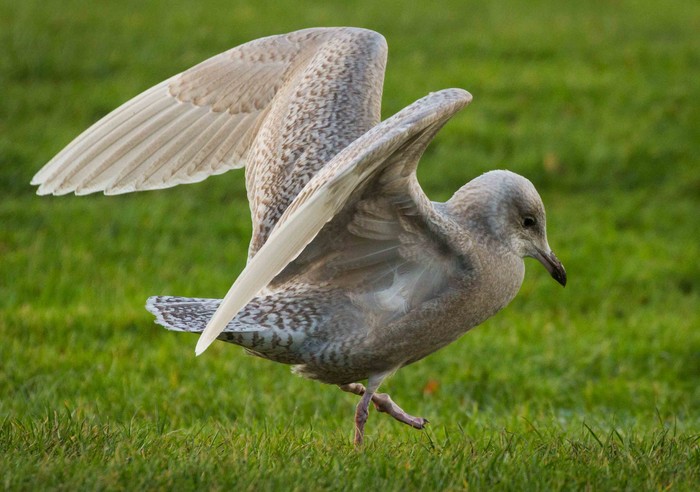 Iceland Gull