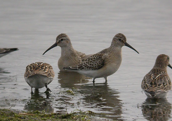 Curlew Sandpiper