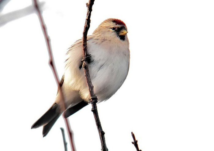 Coues's Arctic Redpoll