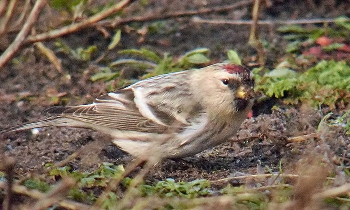 Coues's Arctic Redpoll