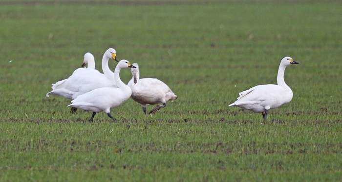 Bewick's Swan