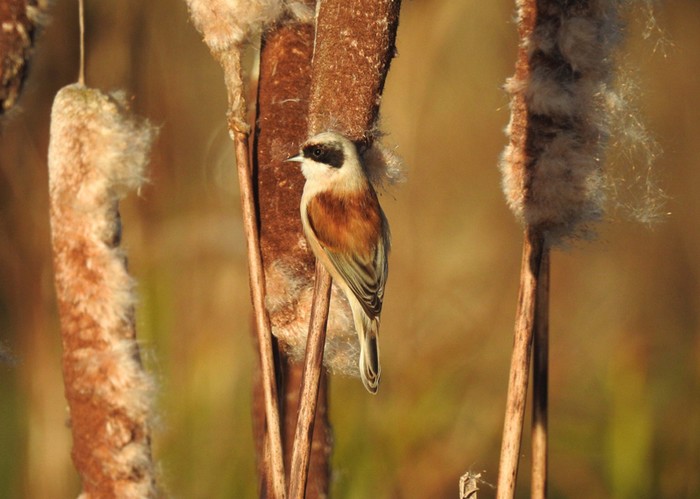 Penduline Tit