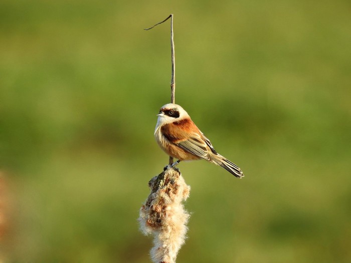 Penduline Tit