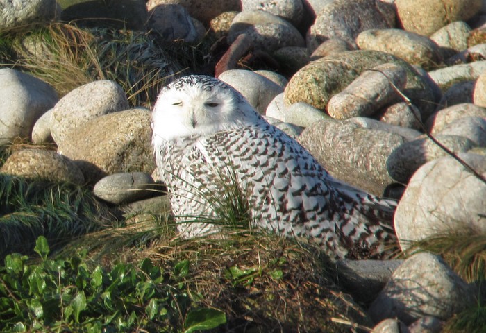 Snowy Owl
