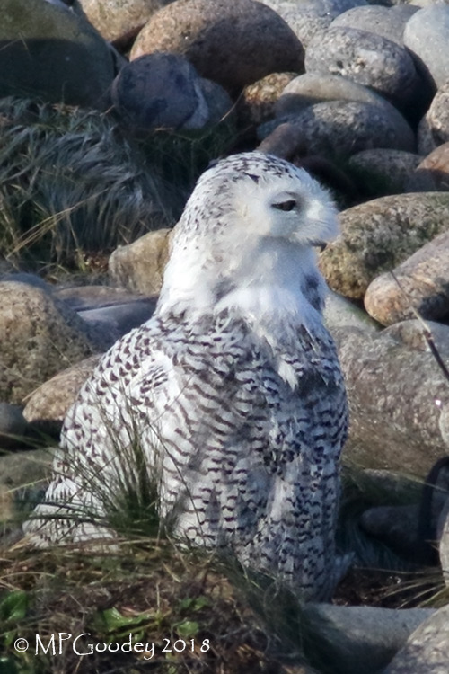 Snowy Owl