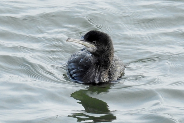 Shag