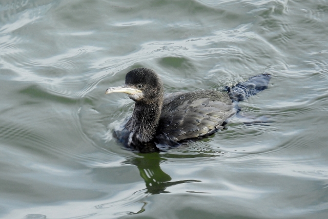 shag