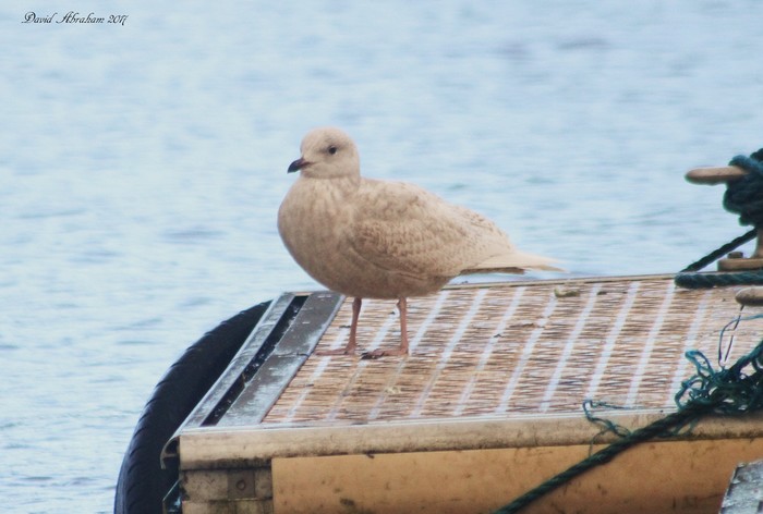 Iceland Gull
