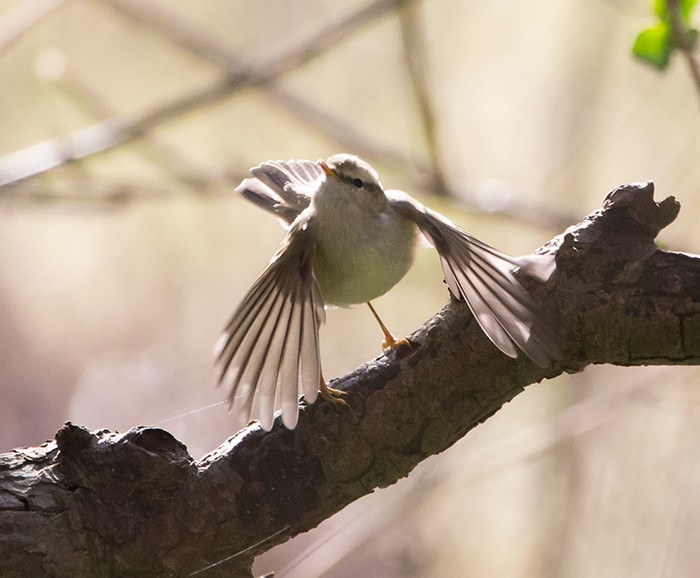 Hume's Warbler