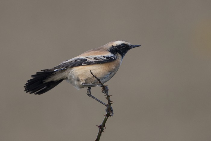 Desert Wheatear