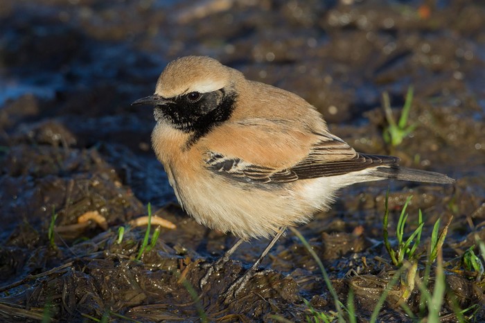 Desert Wheatear
