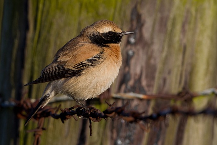 Desert Wheatear