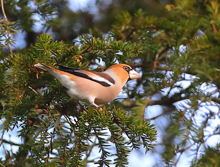 Hawfinch