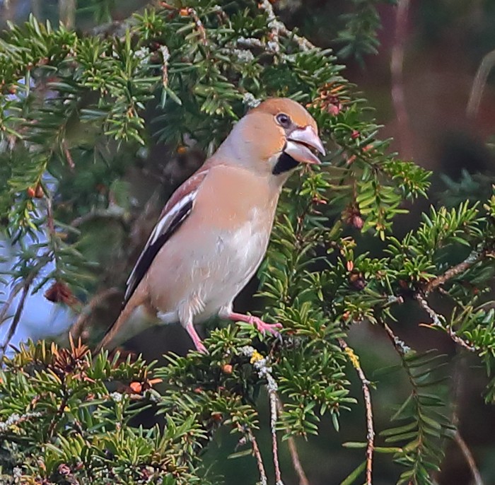 Hawfinch