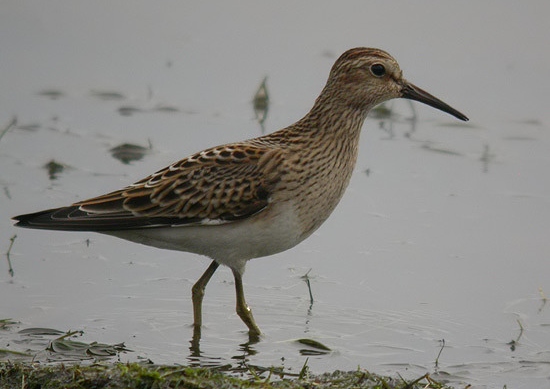 Pectoral Sandpiper