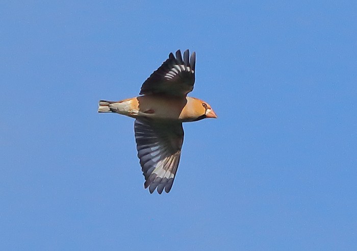 Hawfinch