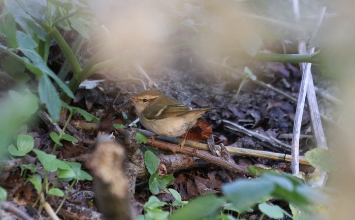 Hume's Warbler
