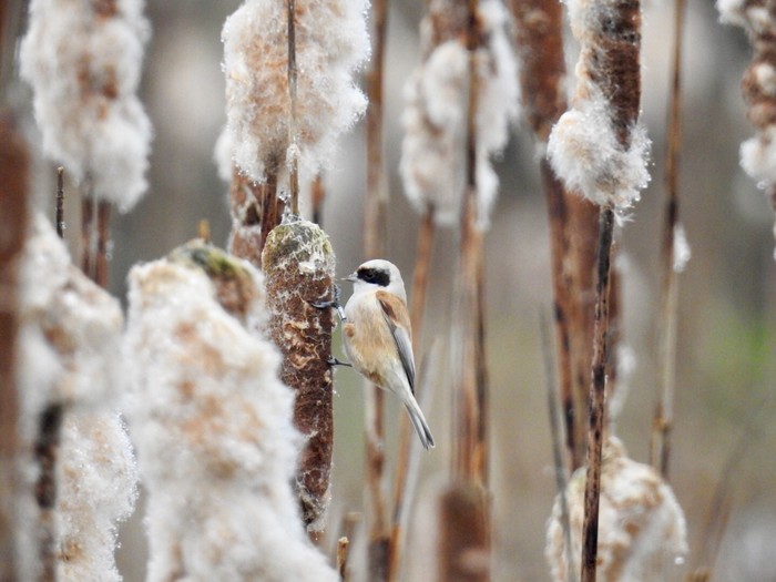 Penduline Tit