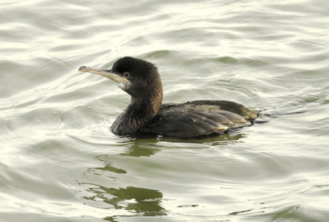 Shag