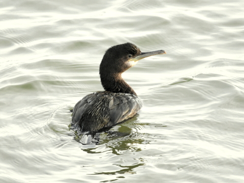 Shag