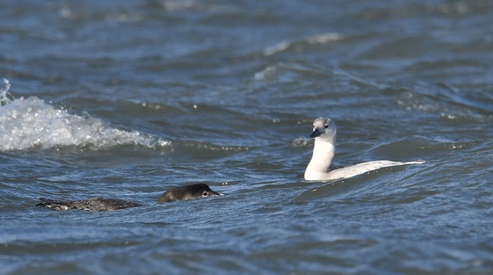Great Northern Diver