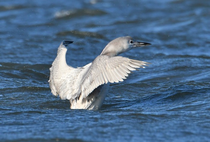 Great Northern Diver