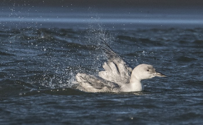 Great Northern Diver